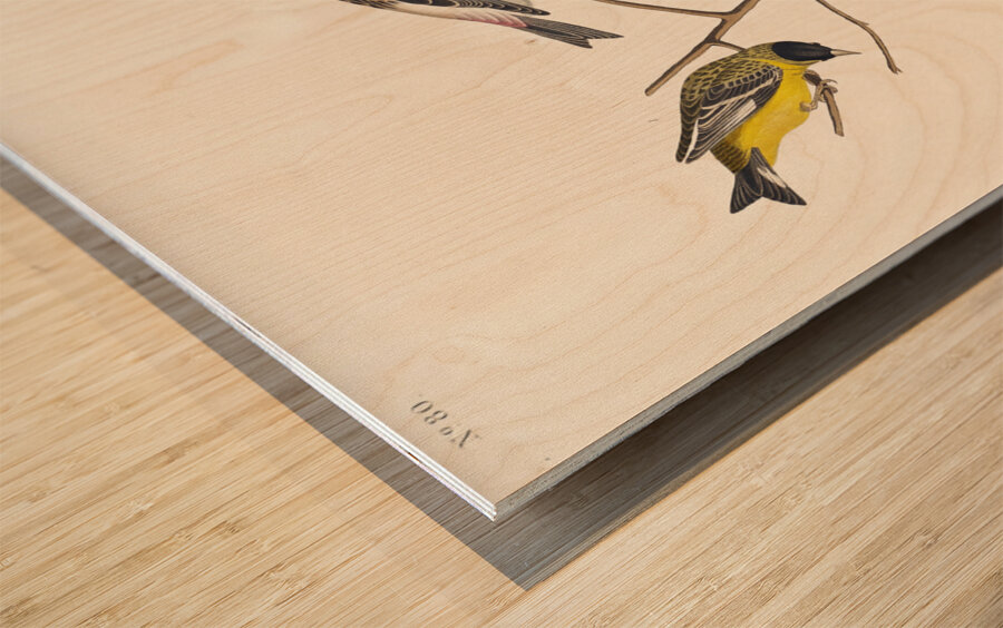 Arkansaw Siskin Mealy Red-poll Louisiana Tanager Townsends Bunting and Buff-breasted Finch Wood print