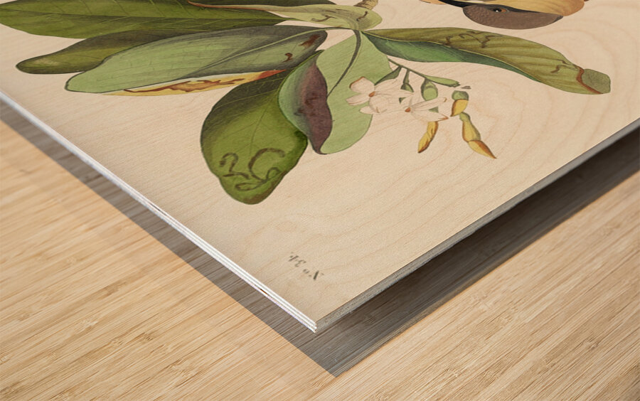 Mangrove Cuckoo Wood print