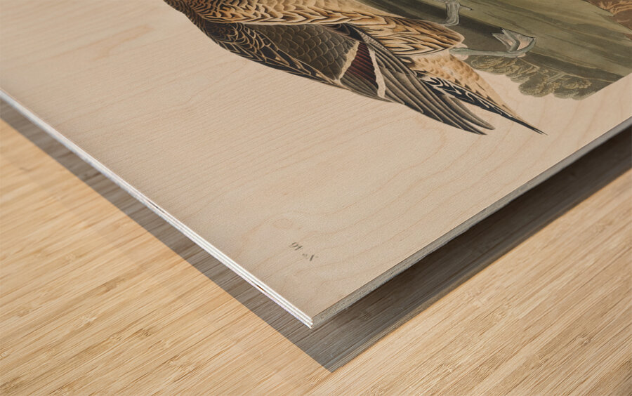 Pin-Tailed Duck Wood print