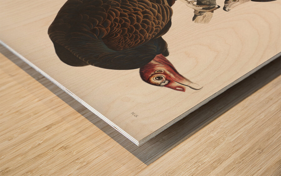 Turkey Buzzard Wood print