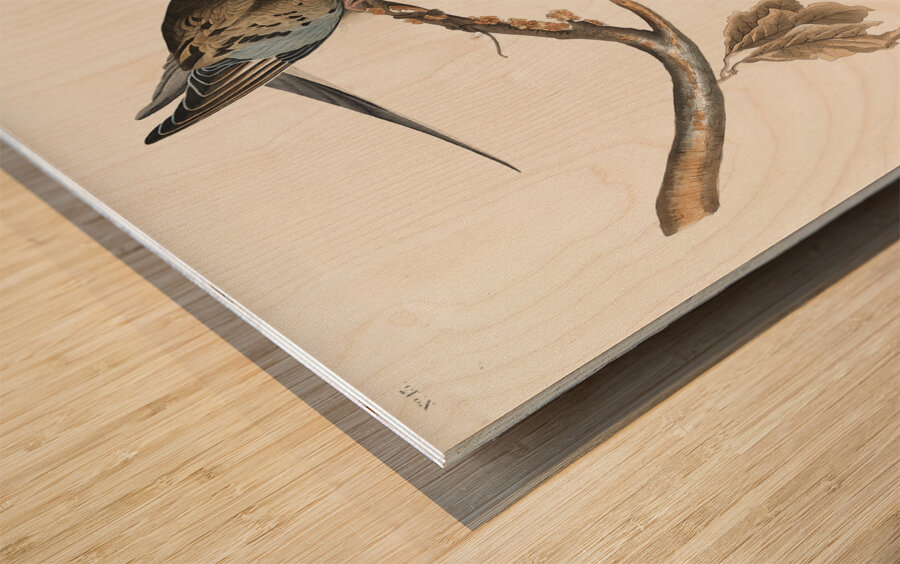 Passenger Pigeon Wood print