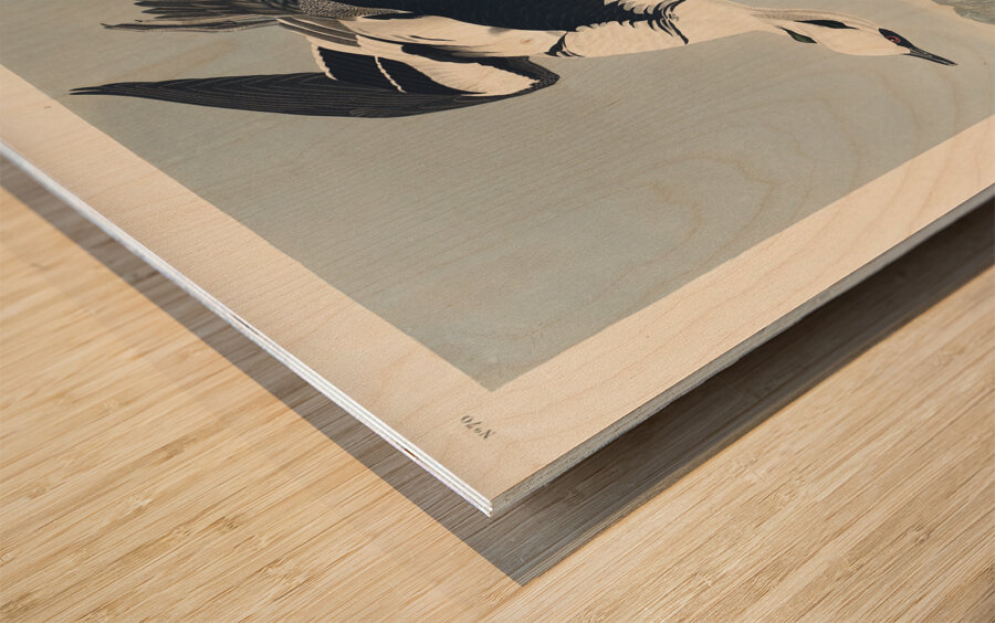 Smew or White Nun Wood print