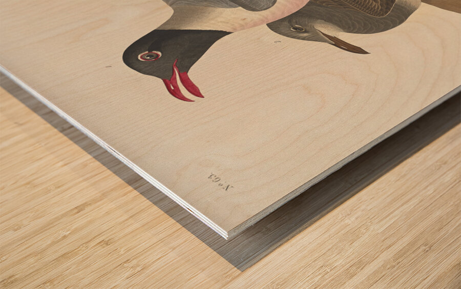 Black-headed Gull Wood print