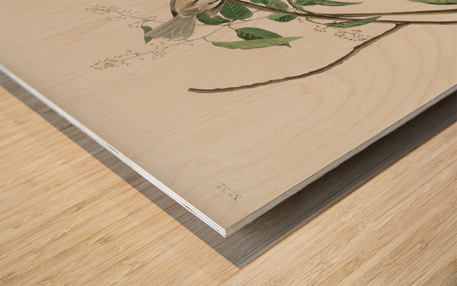 Carolina Titmouse Wood print