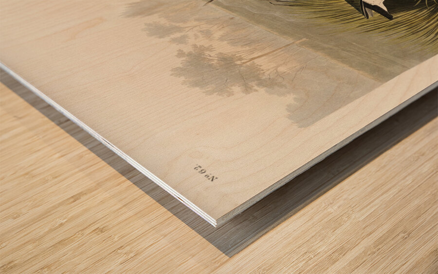 Spotted Sandpiper Wood print