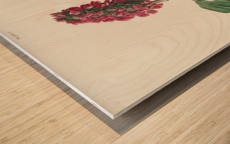 Bonapartes Flycatcher Wood print