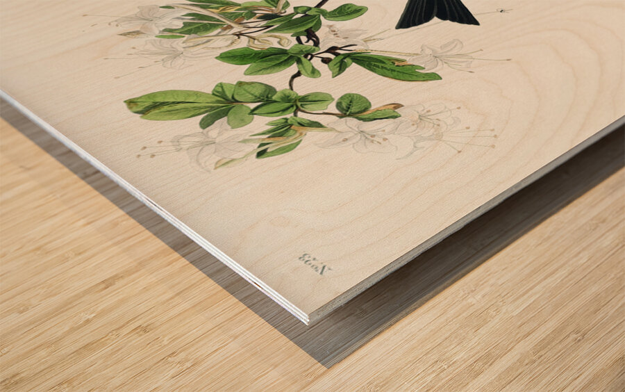 Wood Pewee Wood print