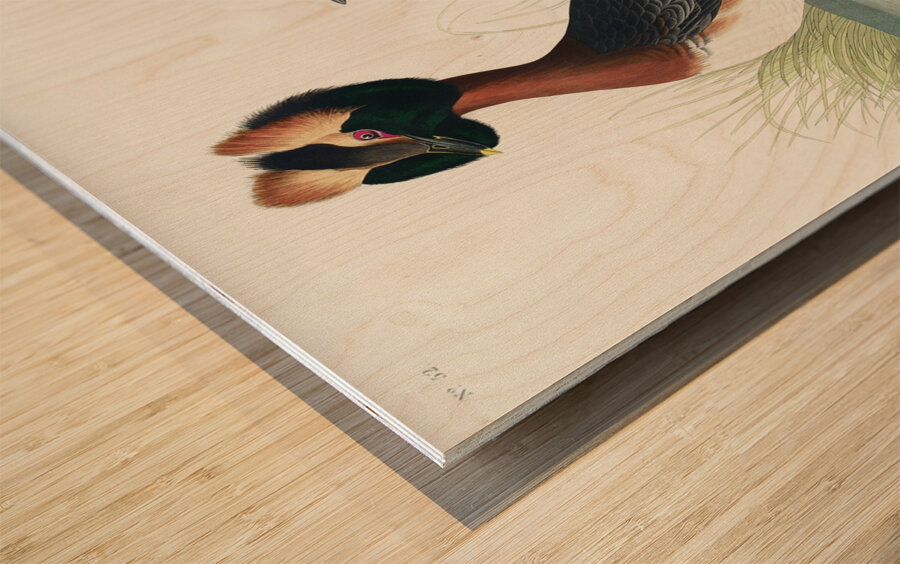 Horned Grebe Wood print