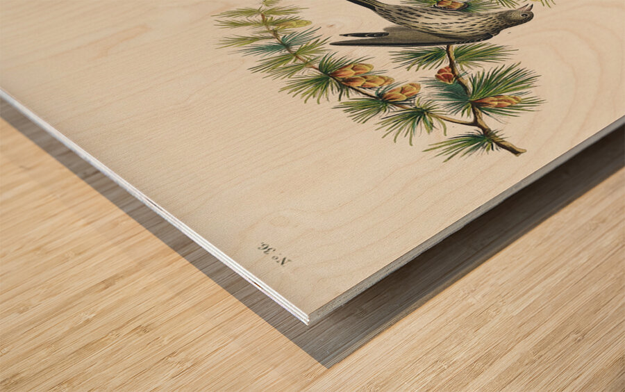 Pine Finch Impression sur bois