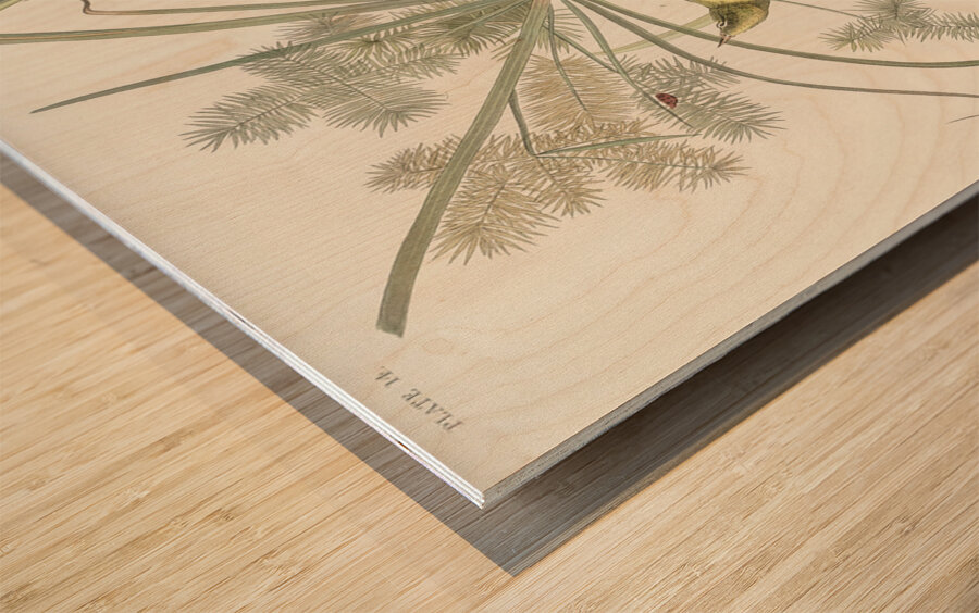 Prairie Warbler Impression sur bois