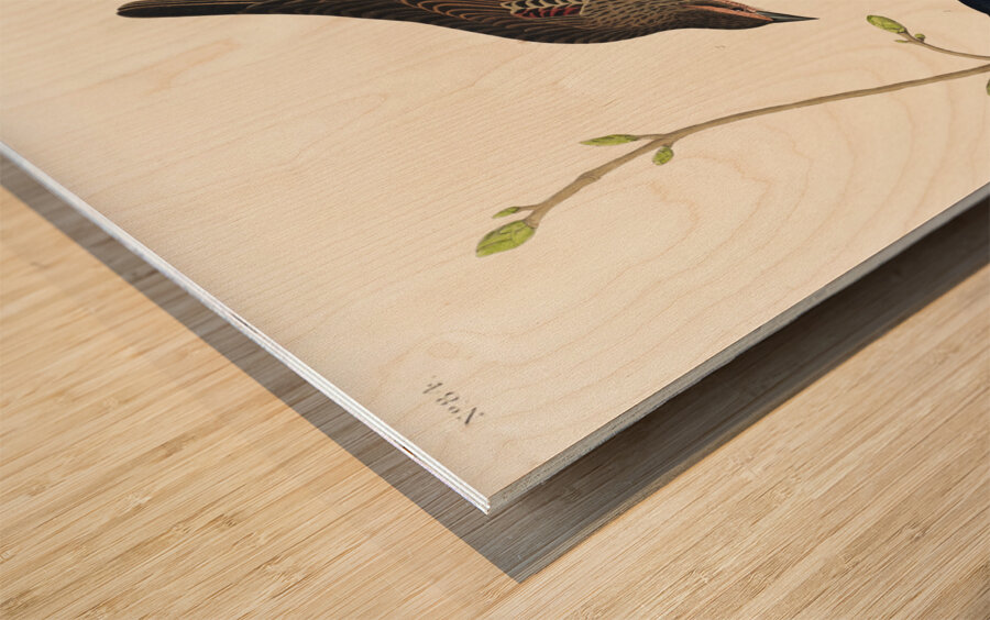 Prairie Starling Wood print