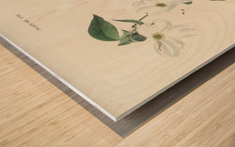 Sanderling Wood print