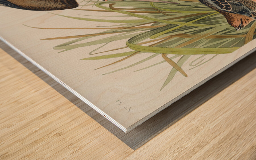 Sanderling Wood print