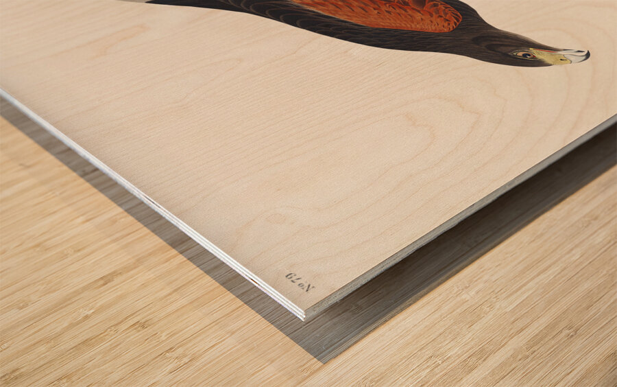 Louisiana Hawk Wood print