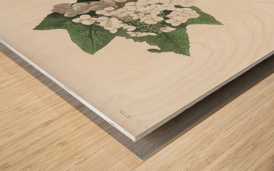 Yellow-throated Vireo Wood print