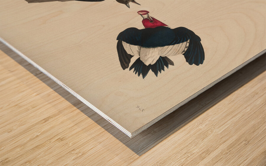 Red-headed Woodpecker Wood print
