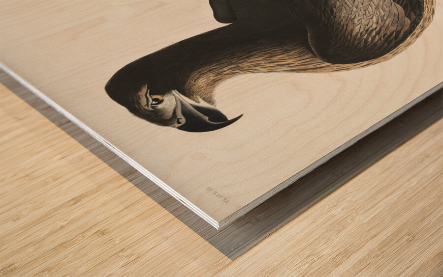 The Bird of Washington or Great American Sea Eagle Wood print