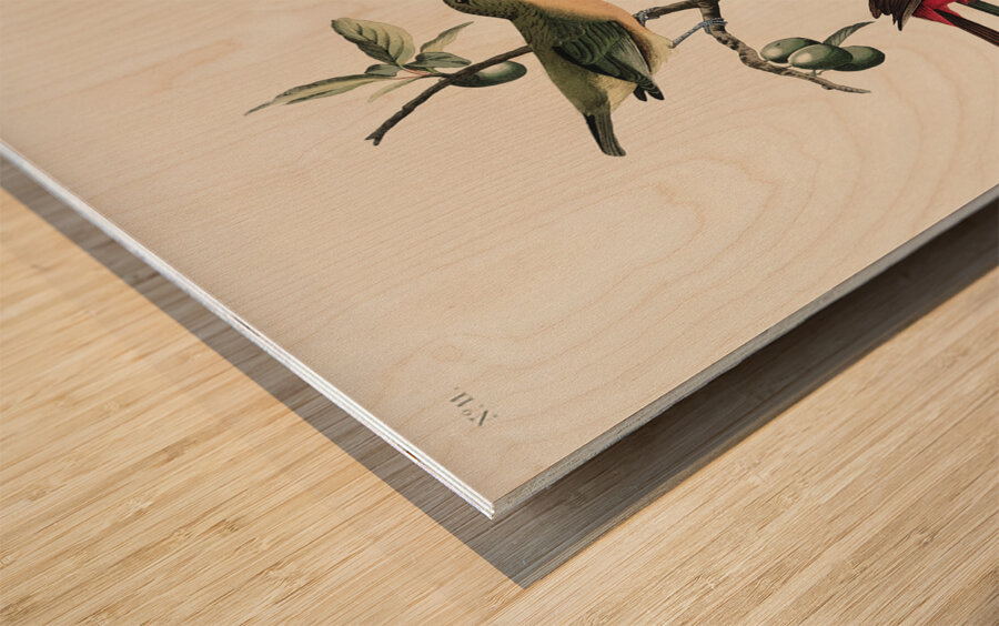 Painted Finch Wood print