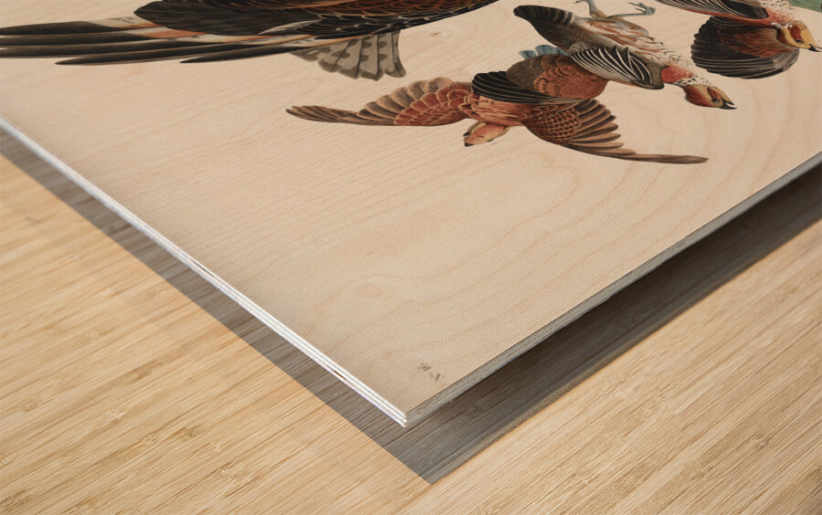 Virginian Partridge Wood print