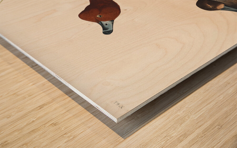 Red-headed Duck Wood print