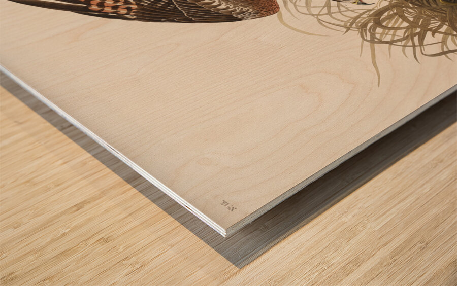 Winter Hawk Wood print