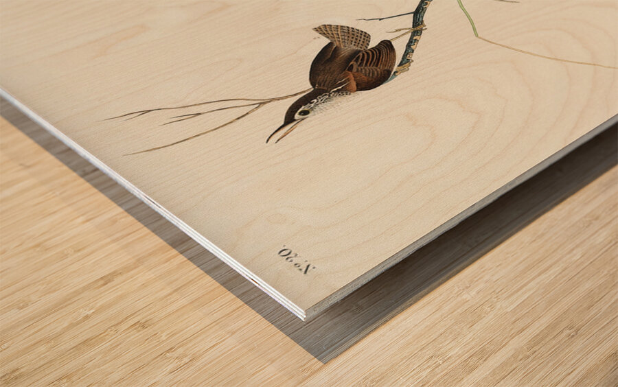 Marsh Wren Wood print