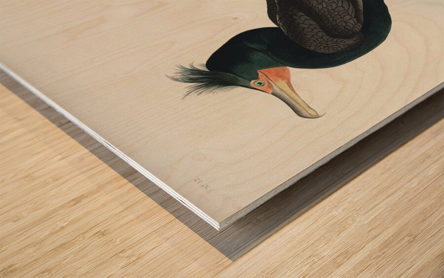 Double-crested Cormorant Wood print