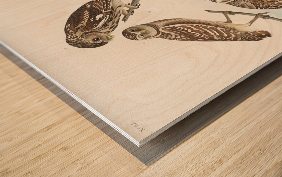 Burrowing Owl Large-Headed Burrowing Owl Little Night Owl Columbian Owl and Short-cared Owl Wood print