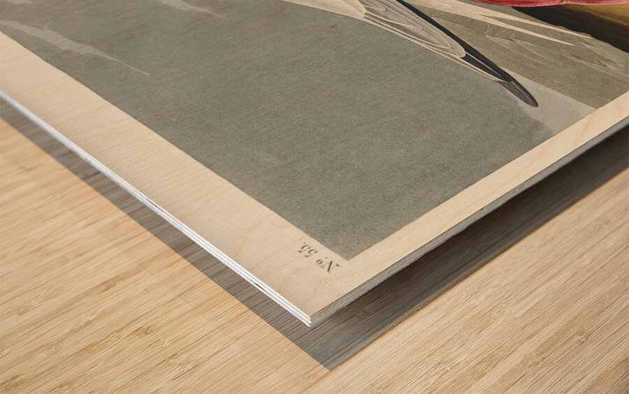 Trumpeter Swan Wood print