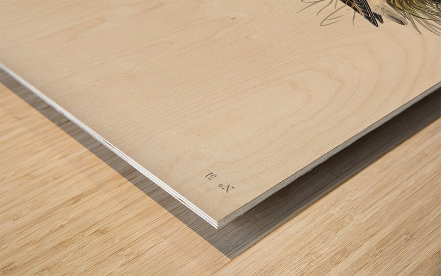 Wilsons Phalarope Wood print