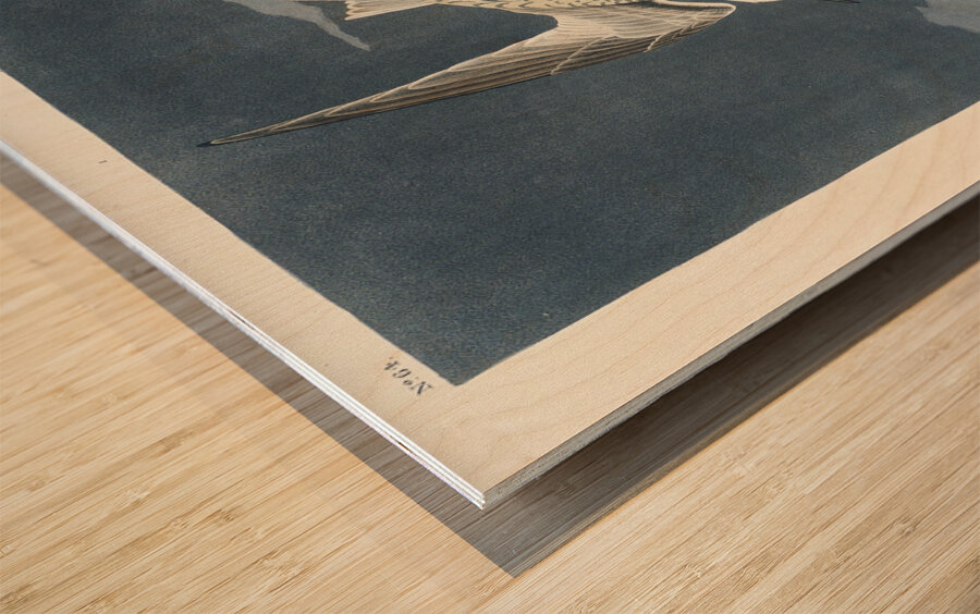 Lesser Tern Wood print