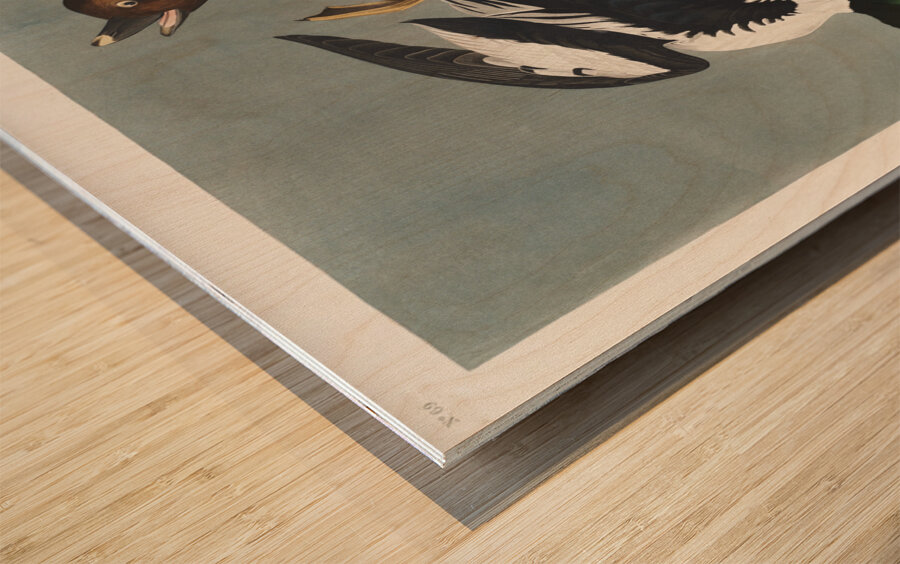 Golden-eye Duck Wood print