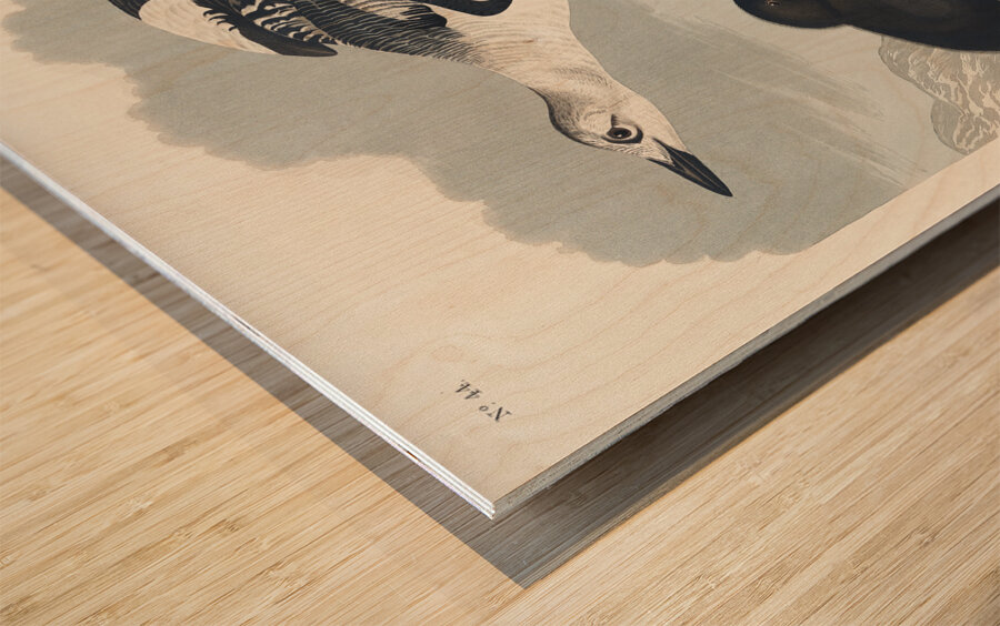 Black Guillemot Wood print