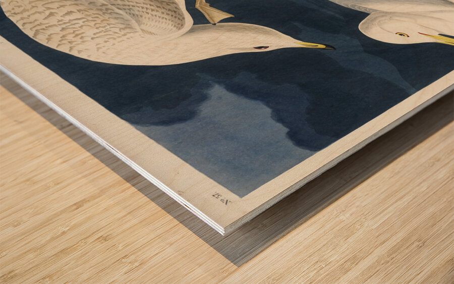 White-winged silvery Gull Wood print