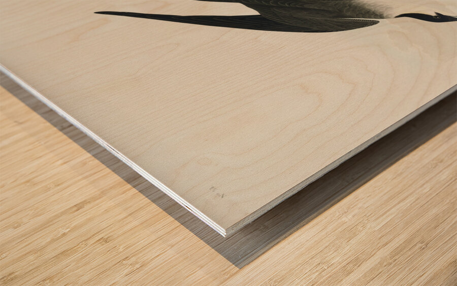 Arctic Yager Wood print