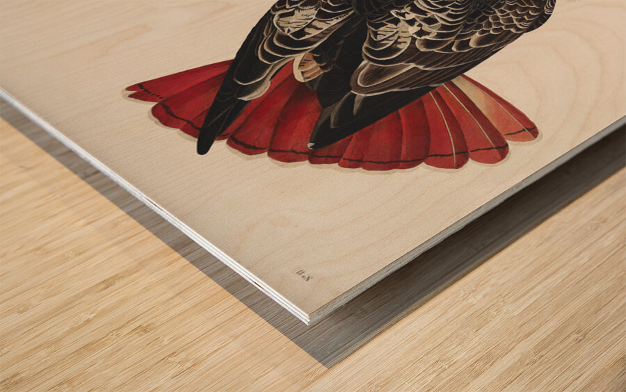 Red-tailed Hawk Wood print