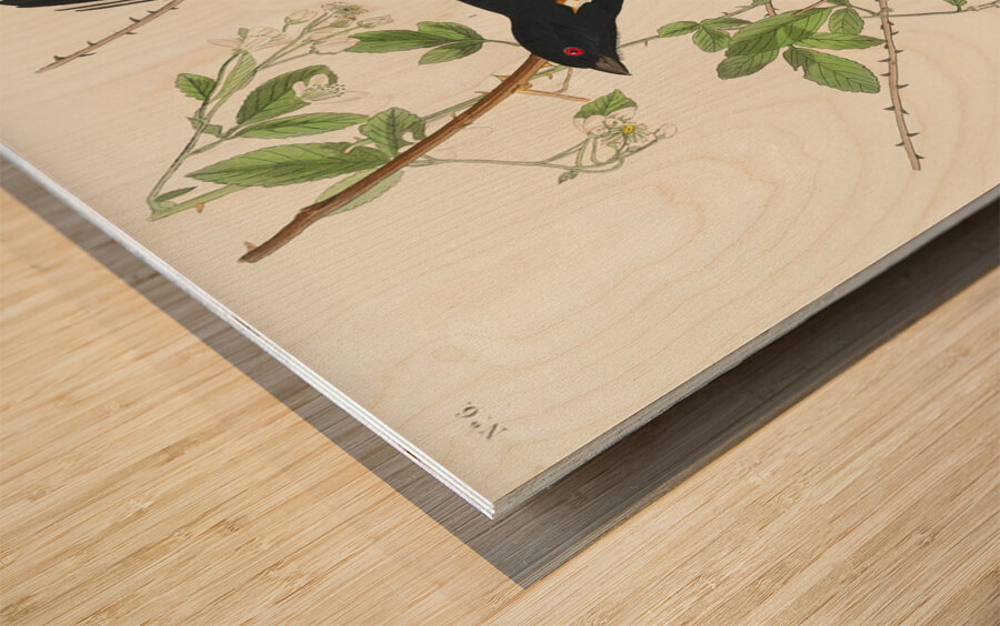 Towee Bunting Wood print