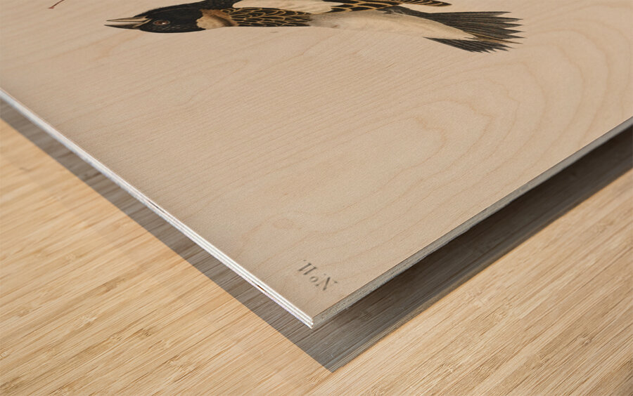 Rice Bird Wood print