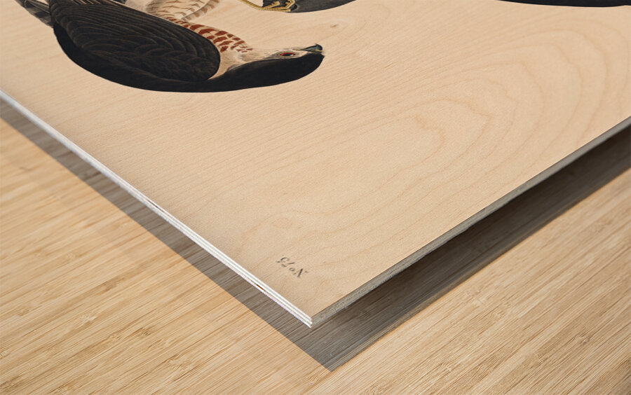 Sharp-shinned Hawk Wood print