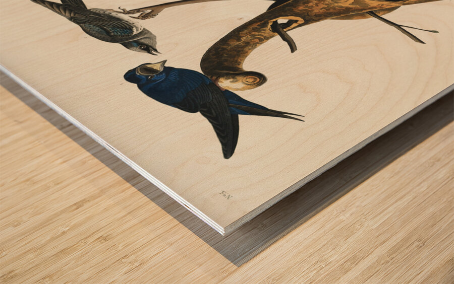 Purple Martin Wood print