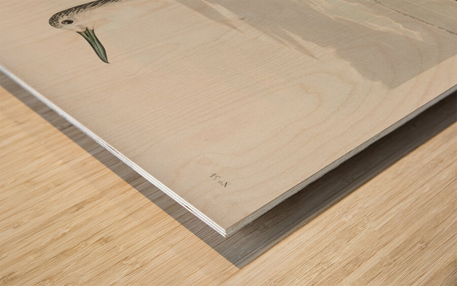 Greenshank Wood print