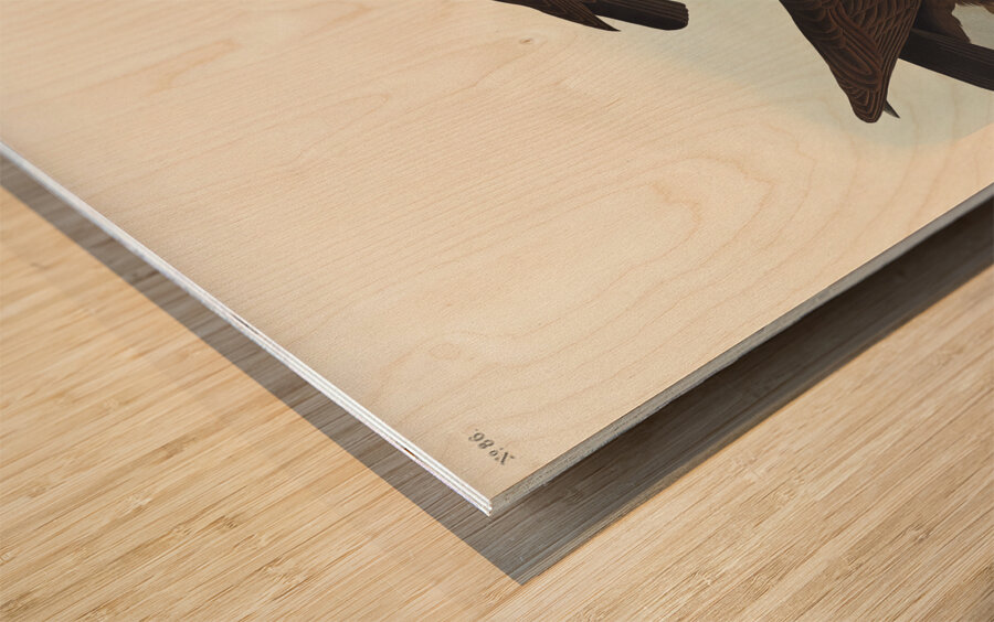 White-legged Oyster-catcher or Slender-billed Oyster-catcher Wood print