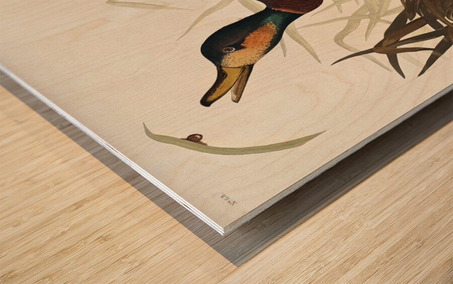 Bemaculated Duck Wood print