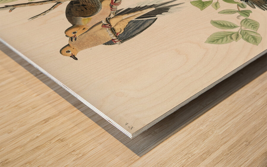 Carolina Pigeon Wood print