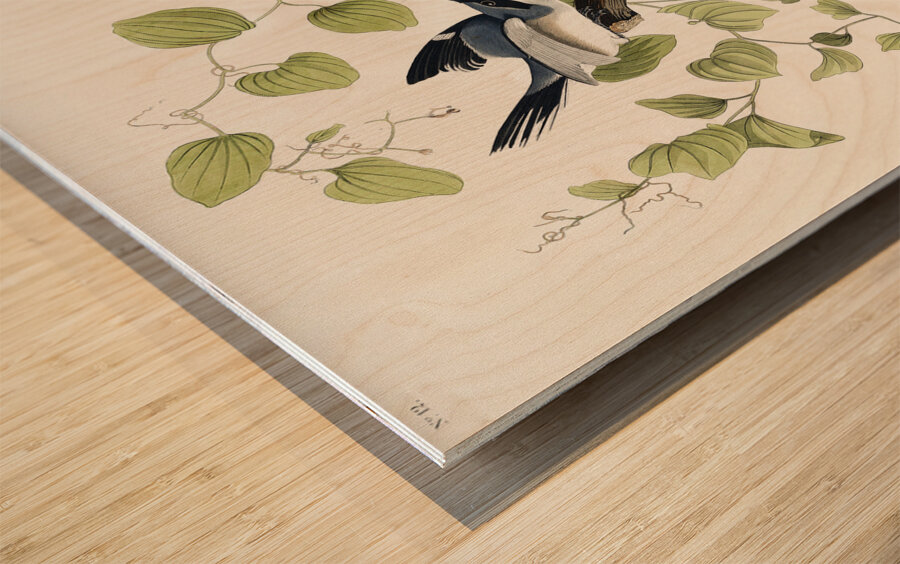 Loggerhead Shrike Wood print