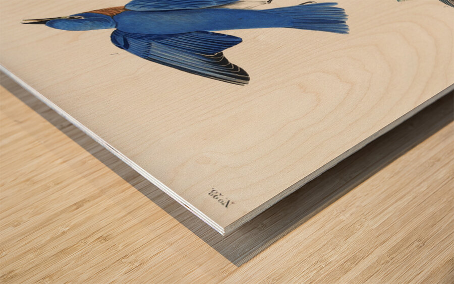 Blue-bird Wood print