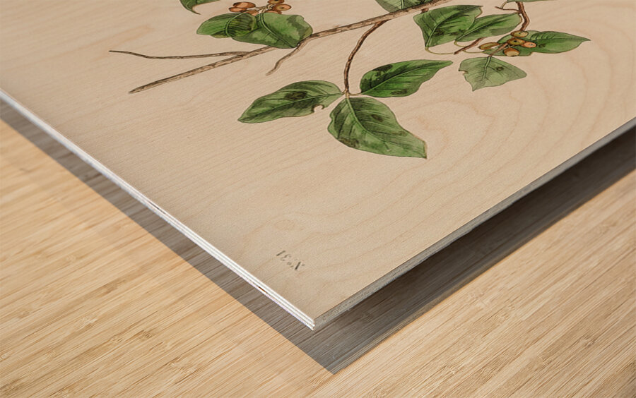 Tennessee Warbler Wood print