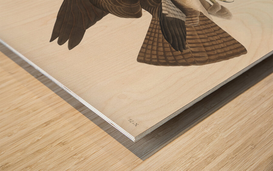 Common Buzzard Wood print