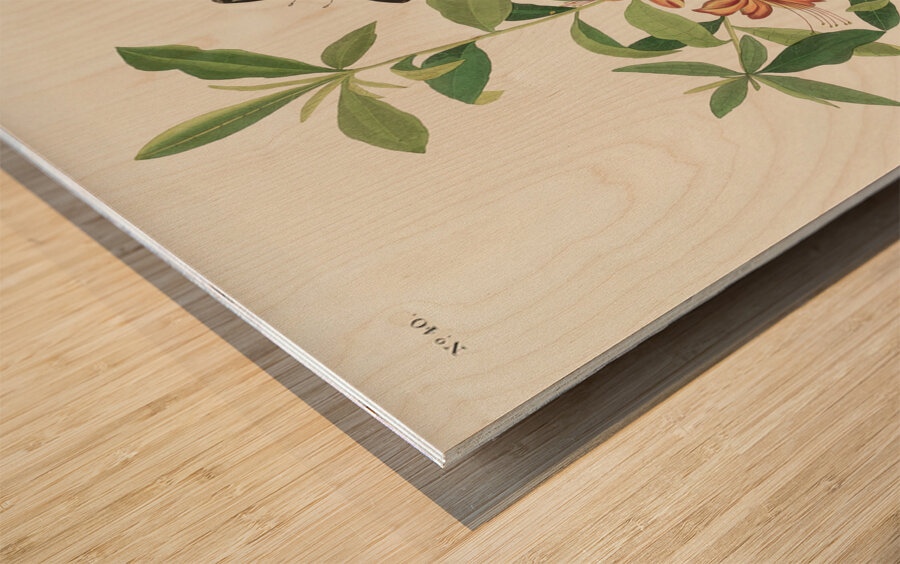 Brown headed Worm eating Warbler Wood print