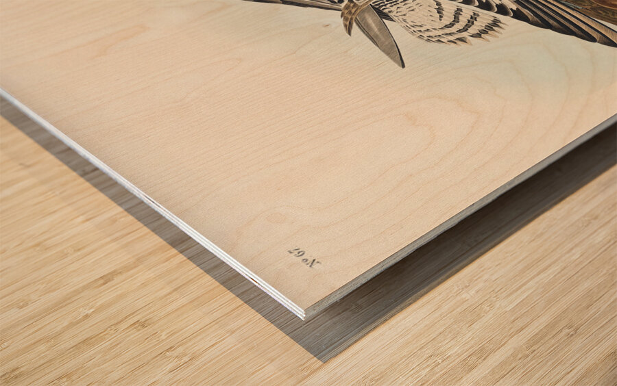 Black-bellied Plover Wood print